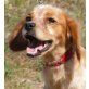 Clara - freut sich auf ein neues Leben!, Bretonischer Spaniel - Hündin