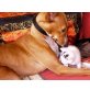 Clara in Deutschl.-ist eine tolle Hündin, Podenco Mix - Hündin