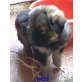 Clara und Chris, Schäferhund-Mix - Hündin