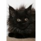 Clarabel, Maine Coon - Katze
