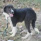 Claris, Border Collie - Hündin