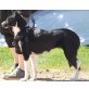 Claris, Border Collie - Hündin