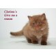 Clarissa´s Give me a reason, Britisch Langhaar - Kater