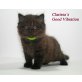 Clarissa´s Good Vibration, Britisch Langhaar - Kater