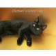 Clarissa´s Great Guy, Britisch Kurzhaarkatze - Kater