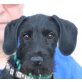 Clark, Schnauzer Mix Welpen - Rüde