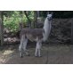Classic Lama - männlich