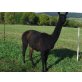 Classic Lama - weiblich