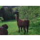 Classic Lama - weiblich