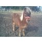 Classic-Ponys - Hengst