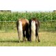 Classic-Ponys - Wallach