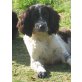 Claudia, Spaniel-Mix - Hündin