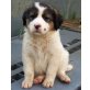 Clausi, Clark, Michel, Herdenschutzhund-Mix Jungs suchen Zuhause - Rüde