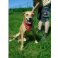 Clea, Labrador-Mix - Hündin