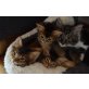 Clemens-Cleo, Somali - Katze