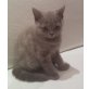 Clementina, Cara, Britisch Kurzhaarkatze - Katze