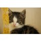 Cleo, Biggi, Sunny und Twister, Europäische Kurzhaarkatze - Katze