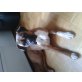Cleo, Boxer - Hündin