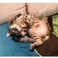 Cleo, Hauskatze  - Katze