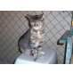 Cleo, Hauskatzen - Katze