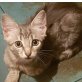 Cleo, Kittenalarm ! Keine Vermittl.in Einzelhaltung - Katze