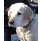 Cleo, Labrador Retriever - Hündin