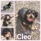 Cleo, Mischling - Hündin