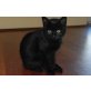 Cleo, Mischling - Katze