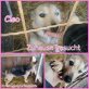 Cleo, Mischlong - Hündin