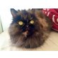 Cleo, Persermischling - Katze