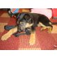 Cleo, Schäferhund Welpen - Hündin