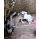 Cleo, Shelly und Ollie, Bauernhof-Kätzchen zu vergeben - Katze