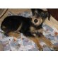 Cleo, Terrier-Mix - Hündin