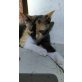 Cleo, Wirbelwind sucht Zuhause - Katze