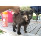 Cleo und Felicity, Verkaufe 2 Kätzinnen an liebevolles Zuhause z - Katze