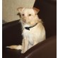 Cleo, zarter Mix - Hündin