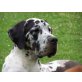 Cleopatra, Deutsche Dogge - Hündin