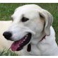 Cleopatra, Labrador-Mischlingshündin - Hündin