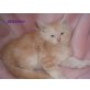 Cleopatra, Maine Coon - Katze