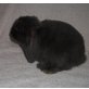 Cleopatra, NHD - weiblich