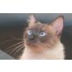 Cler, bildhübsches Mädchen - Katze