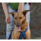 Cleta *Seniorin*, Schäferhund Mix - Hündin