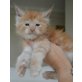 Cliff, Maine Coon - Kater