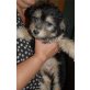 Clio , Mischling Welpen - Rüde