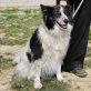 Cloe, Border Collie Mix - Hündin