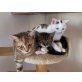 Cloe, Calin, Casper und Jimmy, Europäisch Kurzhaar - Katze