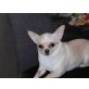Cloe, Chihuahua kurzhaariger Schlag - Hündin