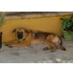 Cloe, Deutscher Schäferhund - Hündin
