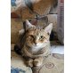 Cloe, Hauskatze - Katze