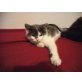 Cloe und Mia , 2 Katzenbabys in grauweiß und schildpatt such - Katze